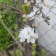 nahid
