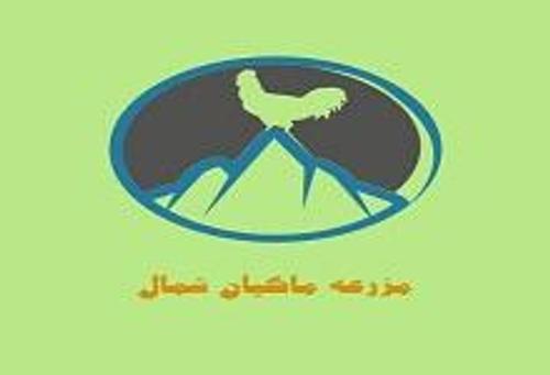 مزرعه ماکیان شمال