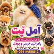 آمل پت
