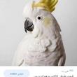 کیارش خواجوند