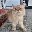 گیسو