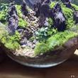 TerrariUm